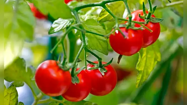 Científicos descubren que unos tomates sudamericanos están evolucionando a la inversa para no dejarse comer