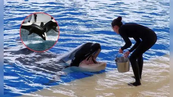 ¿Por qué las orcas ofrecen alimentos a los humanos como si fueran de su manada? Estudio científico ofrece nuevos hallazgos