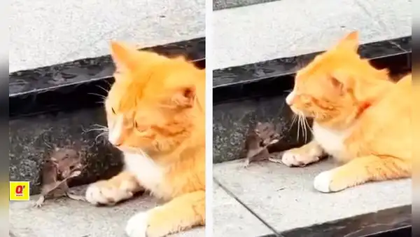 Ratoncito conmueve en redes al ‘rogar’ a un gato por su vida: “Tom y Jerry de la vida real”