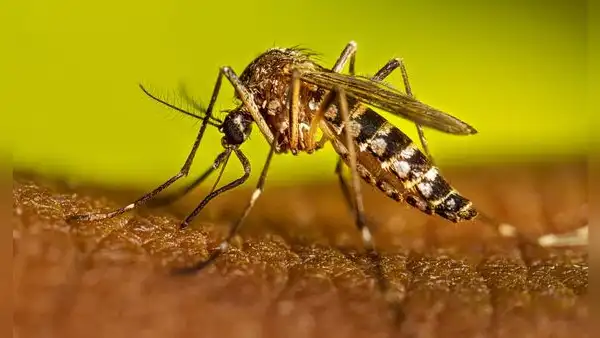 Científicos de EEUU buscan frenar el dengue y la malaria gracias a una IA que identifica a los mosquitos transmisores