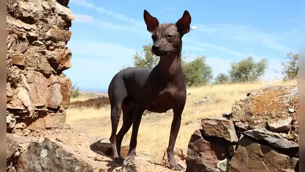 El largo viaje del perro: arqueólogos argentinos rastrean su llegada a Sudamérica con los primeros agricultores