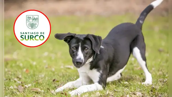 Municipalidad de Surco identifica y formaliza denuncia contra presunto autor de envenenamiento de ocho perros