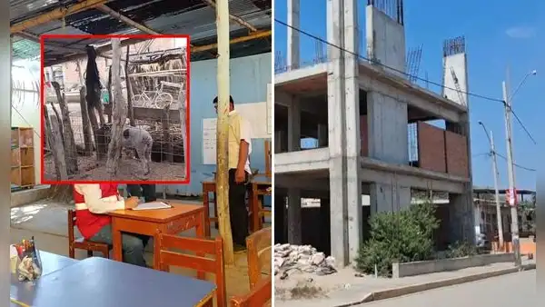 Paralizan obras de colegio en Piura y escolares deben estudiar en local aledaño a criadero de chanchos: "Están expuestos a enfermedades"