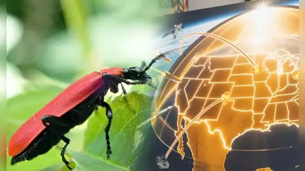 Científicos chinos crean sensor infrarrojo 20.000 veces más rápido que el de Estados Unidos: el secreto está en un escarabajo