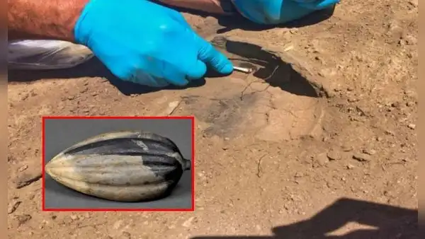 Producto ancestral de Perú en Jaén sorprendió a arqueólogos: tendría más de 6.000 años de antigüedad
