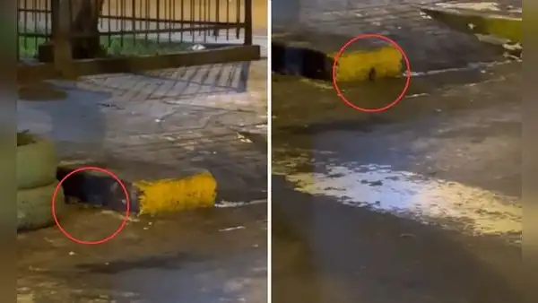 Vecinos de Cercado de Lima conviven con roedores en parque y piden intervención municipal: "Todos los años esta porquería"