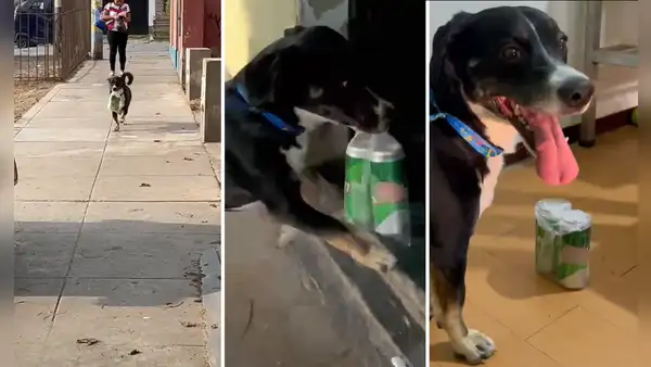 Perrito se vuelve la envidia en redes sociales por saber cómo comprar cervezas: "Me urge uno así"