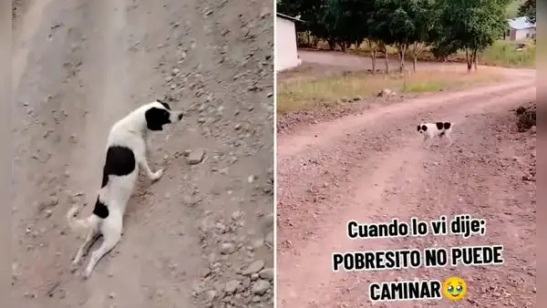 Astuto perrito finge estar lastimado, pero se aleja y camina normal: "Ni mi ex me engañó tanto"