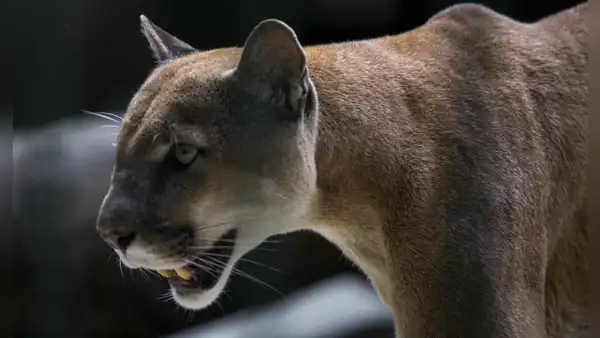 Puma ataca a niño de 4 años a la vista de sus padres en un parque en Estados Unidos