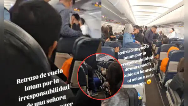 Señora sube hámster a un avión, pero se le escapó y retrasó vuelo de Latam: "No quería volar"