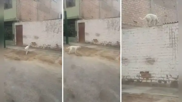 Perrito trepa pared de su casa al ver que nadie le abre la puerta: "En su vida anterior fue gato"