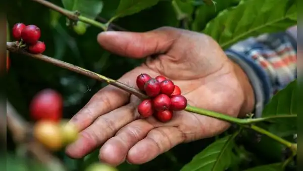 Starbucks Perú lanza la 4.ª edición de “Todos Somos Café” para apoyar a caficultores en Tingo María