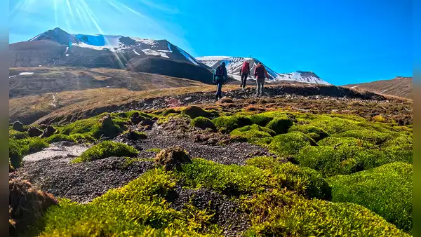 Unos científicos fueron al ártico en busca de la nieve, pero se encontraron con flores y lluvia