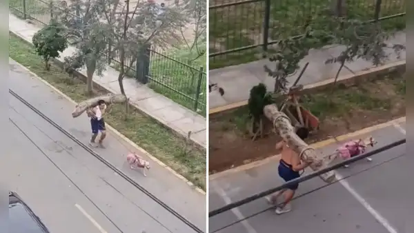 Hombre entrena cargando un tronco en su espalda mientras su perro lo jala y comentarios en TikTok estallan: “Está entrenando para semana santa”