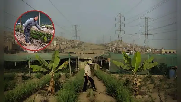Peruana transformó basural de SJM en un huerto y hoy triunfa con emprendimiento de plantas medicinales: "Nadie apostaba por esto"