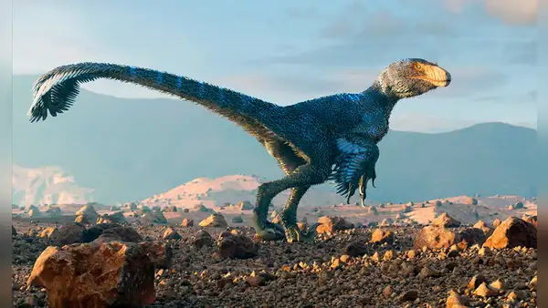 Científicos hacen un experimento con pollos y lograron que se parezcan en algo a los dinosaurios