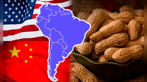 El país de Sudamérica que se ubica como mayor exportador de maní en el mundo: supera a India, China y Estados Unidos