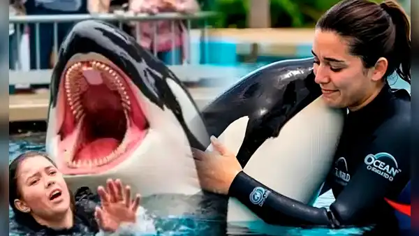 ¿Es real la historia de Jessica Radcliffe? La verdad detrás del video viral de su supuesta muerte tras ataque de una orca