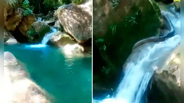 Turista intenta ingresar al río en Tingo María, pero queda en shock al encontrar una enorme serpiente tomando el sol