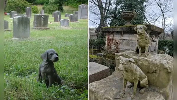 Esta ciudad del Perú se alista para inaugurar el primer cementerio de mascotas en el país: su capacidad es de 500 animales