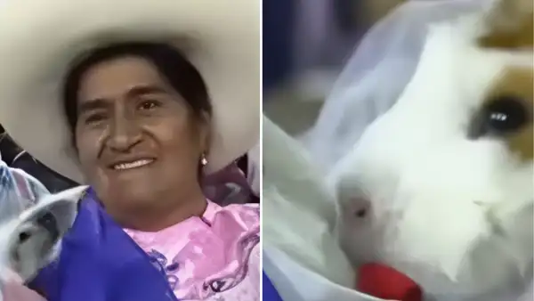 Cuyes se casan en festival chotano en Cajamarca y usuarios reaccionan en redes: “Hasta que un caldito los separe”