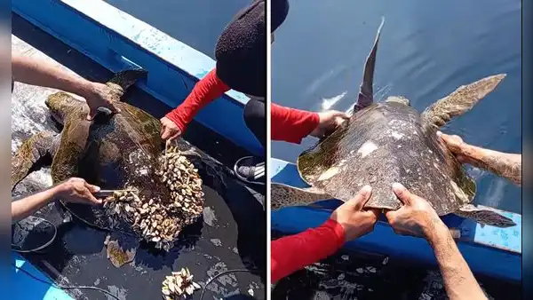 Pescadores liberan a tortuga con percebes y usuarios aplauden la acción: "Le tocó día de spa"