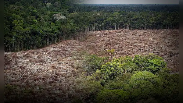 Nuevo fondo global busca frenar la tala con pagos de cuatro dólares por hectárea de selva