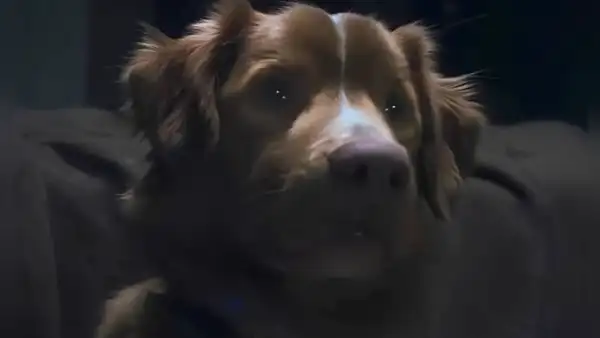 ¿Muere el perro en 'Good Boy'? Todo sobre el final de la película de terror más esperada de 2025