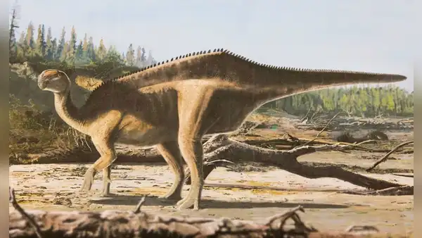 Científicos descubren una nueva especie de dinosaurio con una estructura dorsal en forma de vela en su espalda