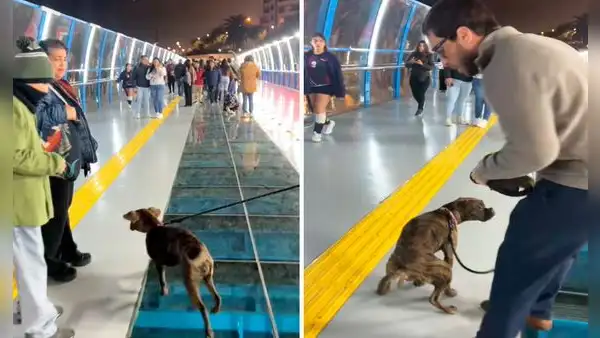 Perrito ‘bautiza’ nuevo Puente de la Paz de Miraflores a pocas horas de su inauguración: “A lo que yo vine fue a esto”