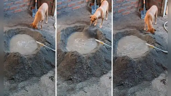 Perrito ayuda a su dueño a preparar cemento y en redes bromean: "En su antigua vida fue albañil"