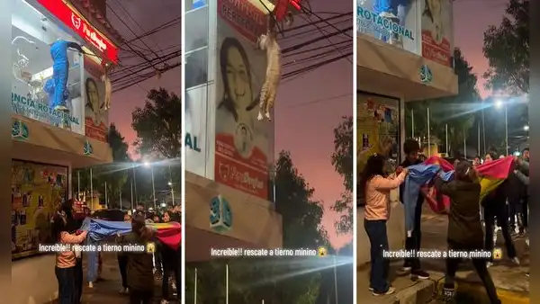Gatito queda enredado entre cables y vecinos se unen en curioso rescate: "Era su última vida"