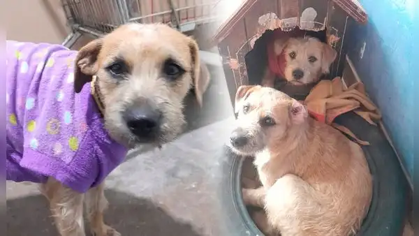 Karim y Darlin, perritas hermanas abandonadas en una estación del Metropolitano, esperan un hogar definitivo