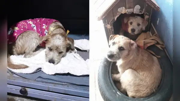 ¡Buscan hogar! Karim y Darlin, las perritas hermanas que fueron abandonadas en una estación del Metropolitano