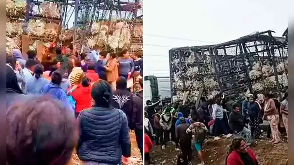Tráiler lleno de pavos se volcó en Mala y ciudadanos los sustraen en plena vía pública