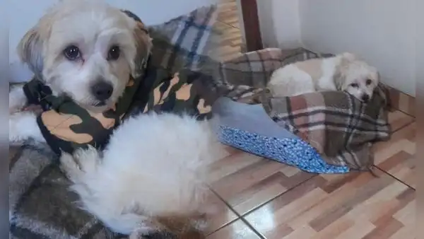 Joven deja a su perrito en spa de Santa Anita y termina enfermo de gripe por largo tiempo mojado durante baño