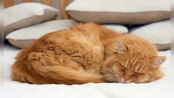 Los científicos ya saben por qué la mayoría de los gatos suelen dormir del lado izquierdo