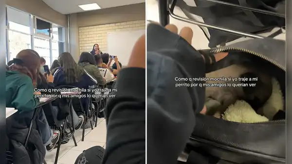 Joven oculta a su perrito dentro de su mochila mientras su profesora anuncia que habrá revisión de sus pertenencias: ''Sintió el verdadero terror''