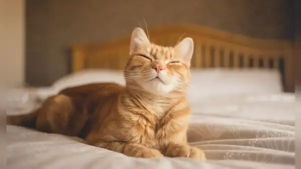 Los científicos revelan una técnica sencilla para lograr comunicarse con un gato