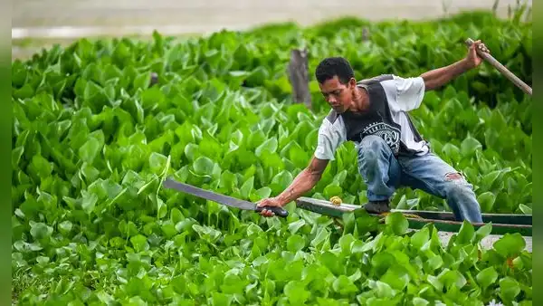 Colombia: una planta invasora que crece sin control amenaza con desaparecer un pueblo de pescadores