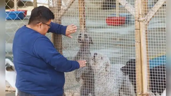 Animalistas en Perú luchan contra el maltrato animal: albergues viven de donaciones por falta de apoyo del Gobierno