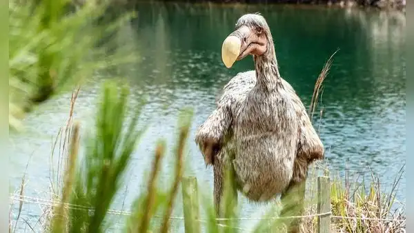 Científicos aseguran que el dodo, ave existinta hace 300 años, podría "revivir" en 2030 gracias a proyecto genético