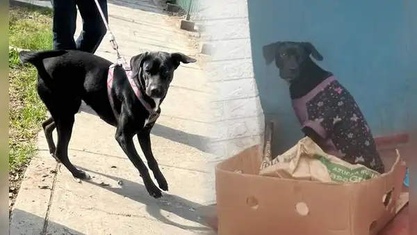 'Negrita', la perrita que fue abandonada y atropellada hoy está recuperada y busca a su próxima familia
