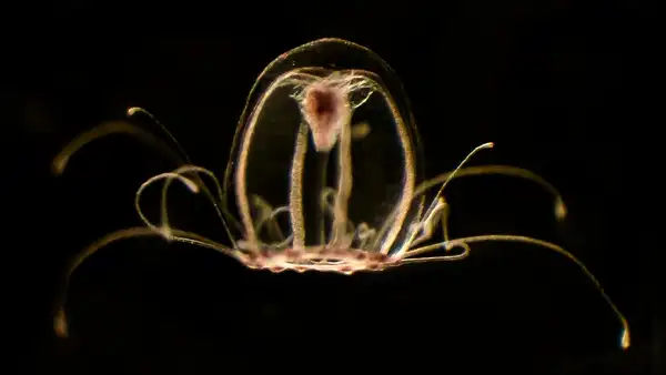 La especie del mar ‘inmortal’ que es capaz de revertir su ciclo de vida indefinidamente
