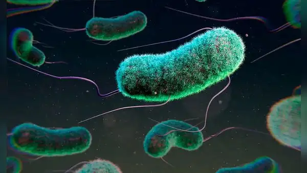 La OMS advierte el aumento de las bacterias resistentes a antibióticos comunes: más de un 40% en los últimos años
