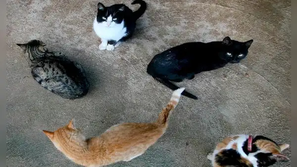 Ciudad española prohíbe adoptar gatos negros en Halloween para evitar ritos y malos tratos