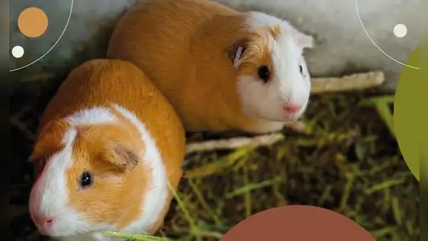 Más beneficios tributarios: Congreso insiste en ley para exonerar del IGV a la carne de cuy