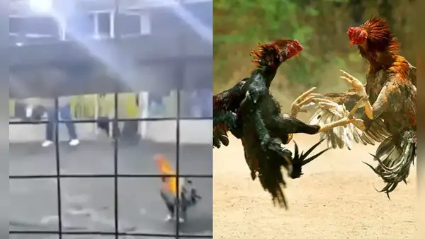 Gallo de pelea causa la muerte de su criador tras atacarlo durante una competencia en Barranca