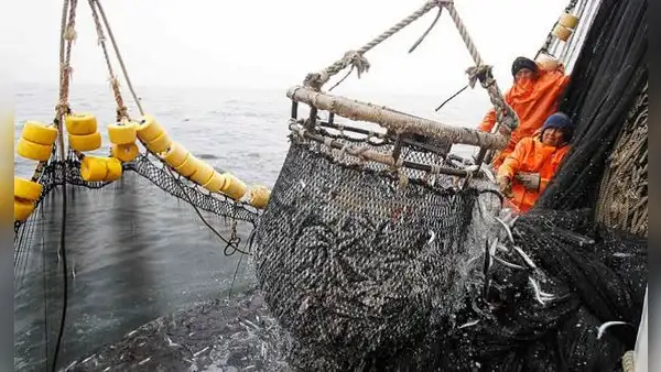 Gobierno perdona a la industria anchovetera y las libera del control de cuotas por "condiciones anómalas" del mar