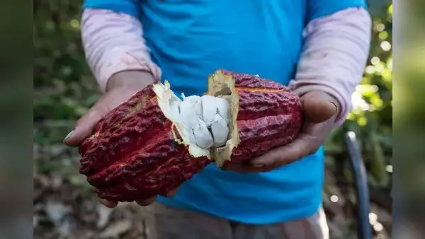 Huánuco: Precio del cacao cae a 16 soles tras bonanza de S/ 40.00 por kilo
